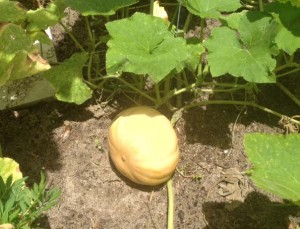 Florida Seminole Pumpkin